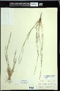 Aristida dichotoma image