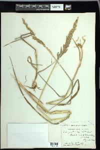 Arctagrostis latifolia subsp. arundinacea image