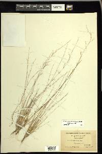 Aristida longespica image