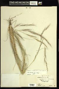 Aristida purpurea var. nealleyi image