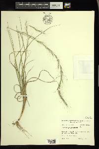 Aristida purpurascens image