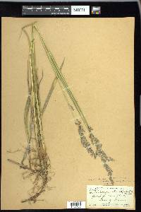 Arctagrostis latifolia image