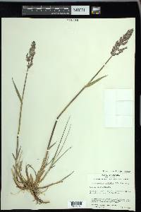 Arctagrostis latifolia image