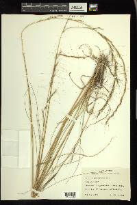 Aristida purpurascens image