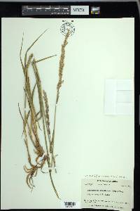 Arctagrostis latifolia image