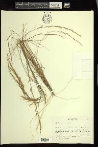 Aristida purpurascens image