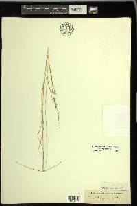 Aristida longespica image