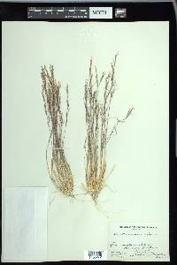 Aristida adscensionis image