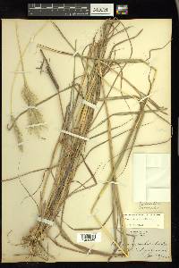 Bothriochloa barbinodis image