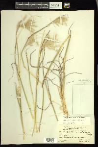 Bothriochloa springfieldii image