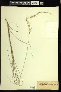 Aristida stricta image