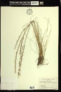 Aristida stricta image