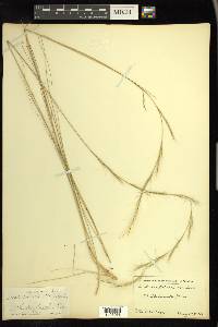 Aristida stricta image