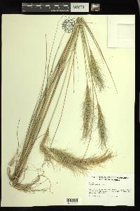 Aristida spiciformis image