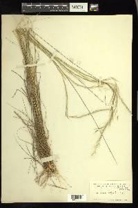 Aristida setifolia image