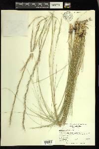 Aristida stricta image