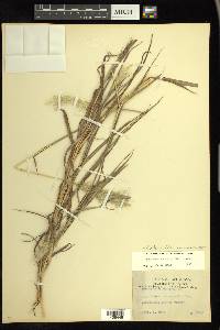 Bothriochloa saccharoides image