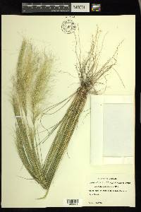 Aristida spiciformis image