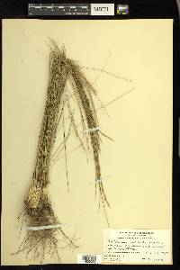 Aristida stricta image