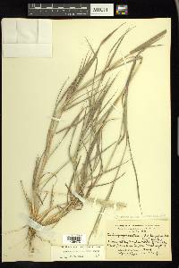 Bothriochloa saccharoides image