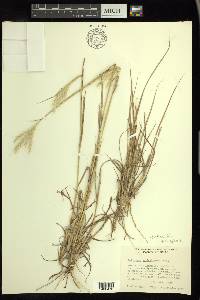 Bothriochloa springfieldii image