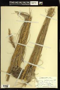 Aristida spiciformis image