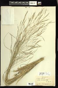 Aristida ternipes image