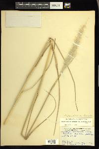 Bothriochloa saccharoides image