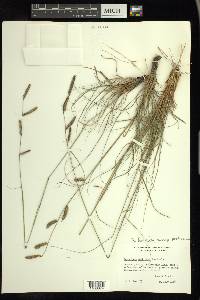 Bouteloua hirsuta subsp. pectinata image