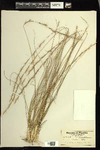 Aristida stricta image