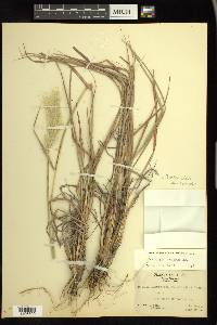 Bothriochloa barbinodis image