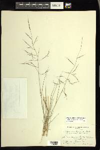 Aristida ternipes var. ternipes image