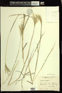 Bothriochloa hybrida image