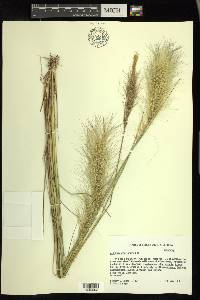 Aristida spiciformis image