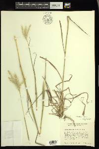 Bothriochloa springfieldii image