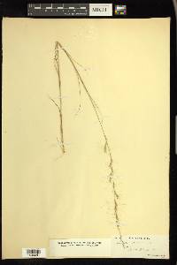 Aristida stricta image