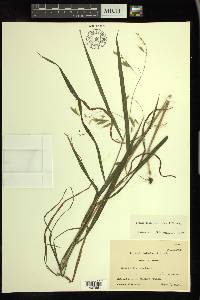 Bromus latiglumis image