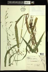 Bromus pubescens image