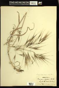 Bromus diandrus subsp. rigidus image