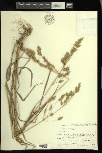 Bromus secalinus image