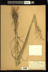 Bromus ciliatus var. richardsonii image