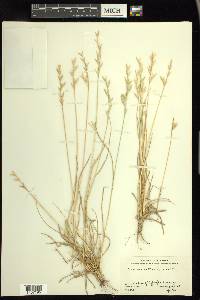 Bromus catharticus image