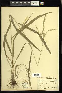 Bromus pubescens image