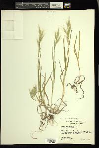 Bromus lanceolatus image