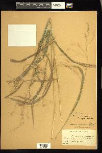 Bromus pubescens image