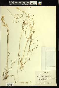 Bromus catharticus image