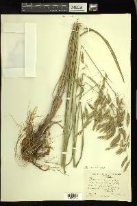 Bromus lanatipes image