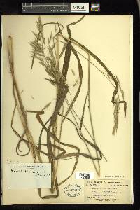 Bromus pubescens image