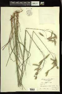 Bromus anomalus image