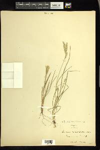Bromus catharticus image